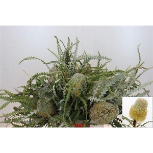 Banksia Speciosa