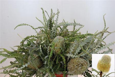 <h4>Banksia Speciosa</h4>