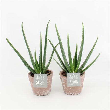 <h4>Aloe Vera Terracotta</h4>