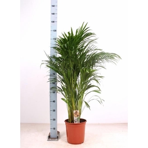 DYPSIS LUTESCENS