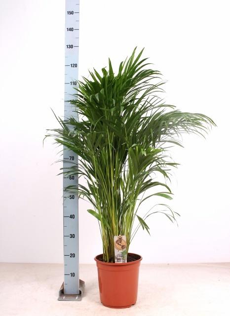 <h4>DYPSIS LUTESCENS</h4>