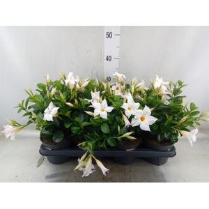 Mandevilla  'Sundavil White'