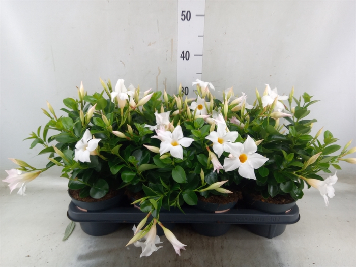<h4>Mandevilla  'Sundavil White'</h4>