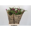 Freesia One XXL Pink