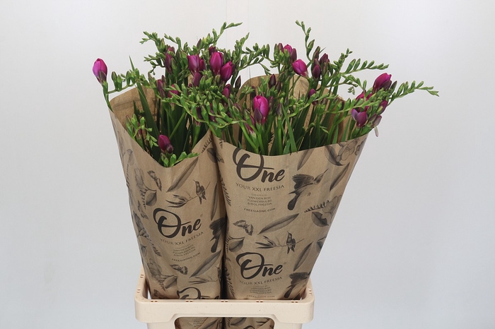 <h4>Freesia One XXL Pink</h4>