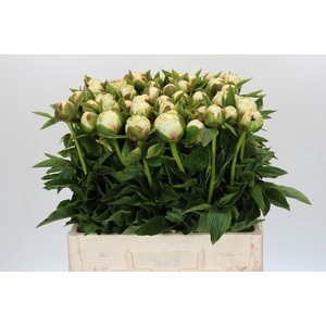 Paeonia White Bockstoce