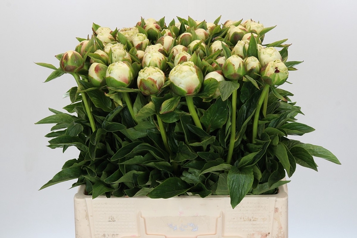 <h4>Paeonia White Bockstoce</h4>