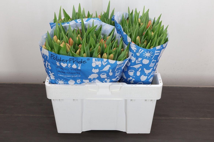 <h4>Tu En Delta Storm</h4>