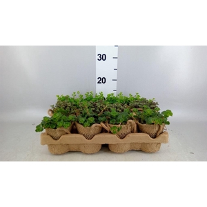 Arr.   Kamerplant Groen L%