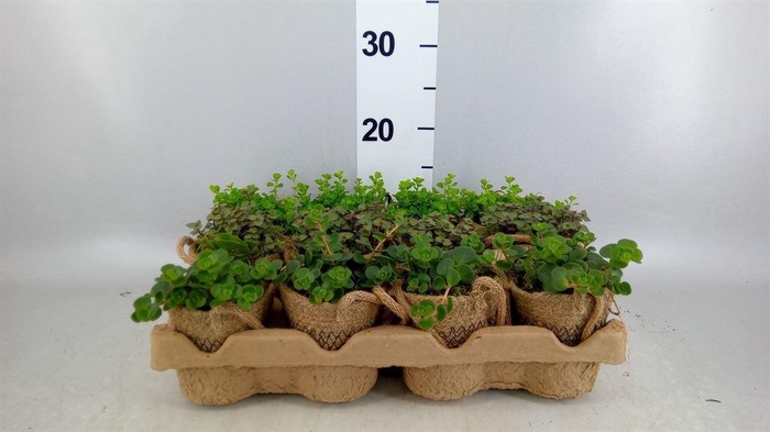 <h4>Arr.   Kamerplant Groen L%</h4>