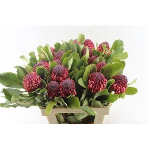 PROTEA WARATAH
