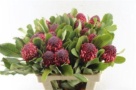 <h4>PROTEA WARATAH</h4>