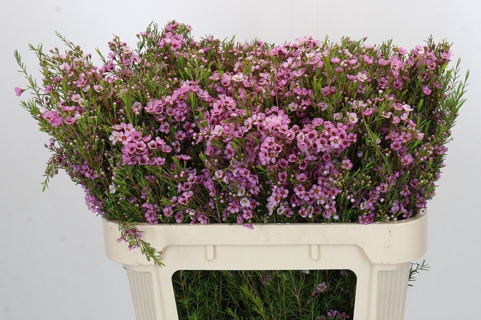 Chamelaucium Kerryn