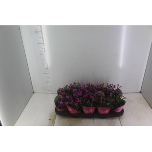 DIANTHUS PINK KISSES P11