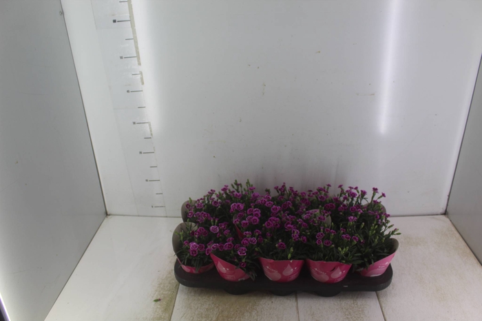 <h4>DIANTHUS PINK KISSES P11</h4>