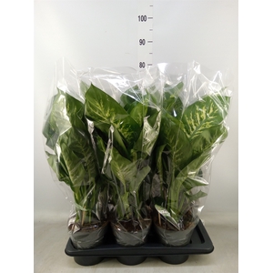 Dieffenbachia seg. 'Reeva'