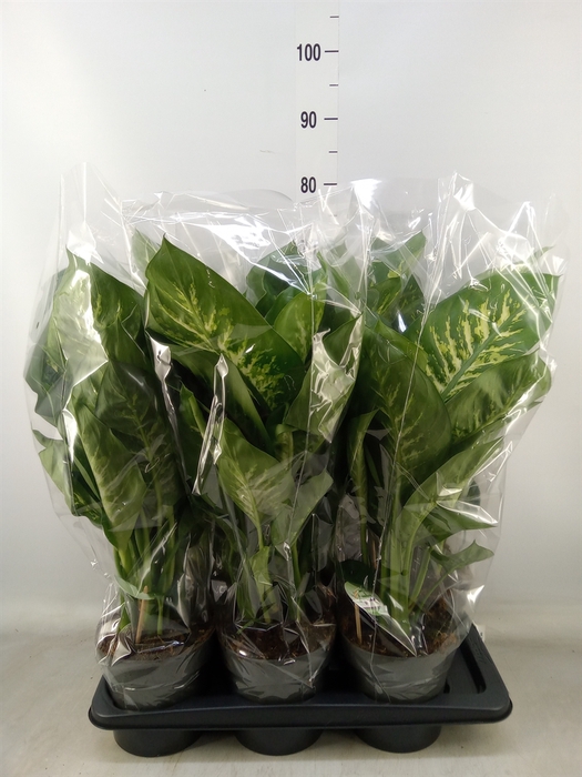<h4>Dieffenbachia seg. 'Reeva'</h4>