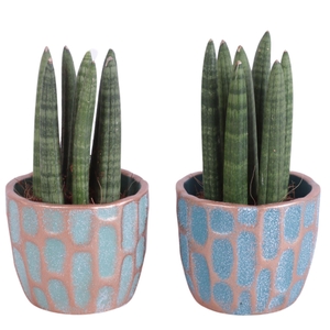 Sansevieria Cylindrica Straight 7 Leaf in Ø10cm Ceramic EV364