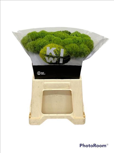 <h4>Dianthus Br Kiwi Mellow</h4>