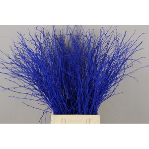 Betula Bs Paint Blue