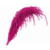 Dried Bleached Amaranthus Caudatus Cerise