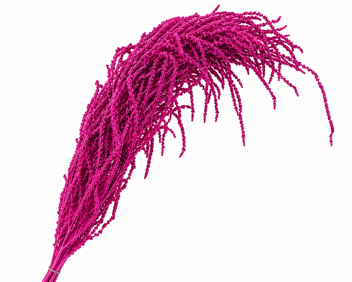 <h4>Dried Bleached Amaranthus Caudatus Cerise</h4>