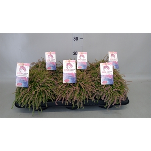 Calluna vulg. 'Garden G Rasta Girl'