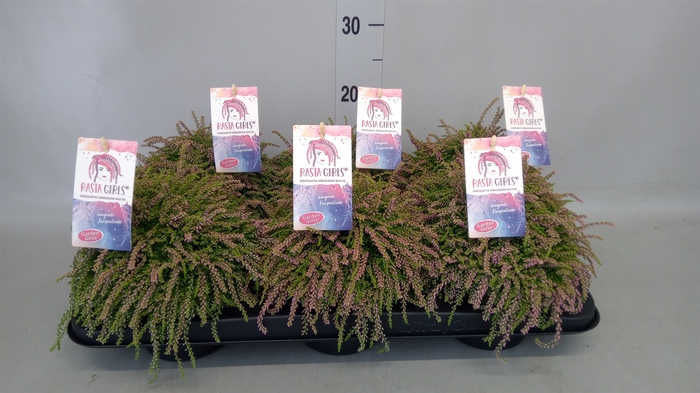 <h4>Calluna vulg. 'Garden G Rasta Girl'</h4>
