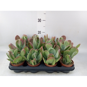 Kalanchoe NF thyrsiflora 'Red Lips'