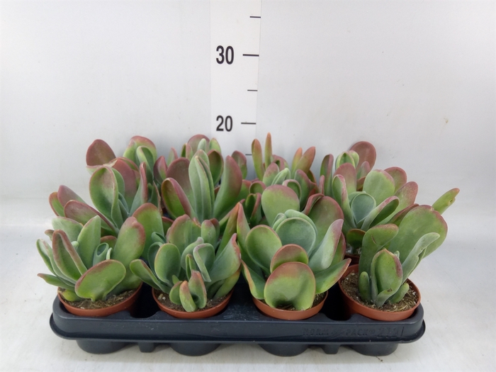 <h4>Kalanchoe NF thyrsiflora 'Red Lips'</h4>