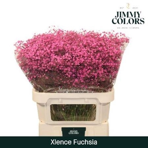 Gyps Grof Fuchsi (dip)