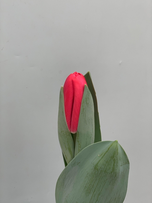 <h4>Tu En Red lips</h4>