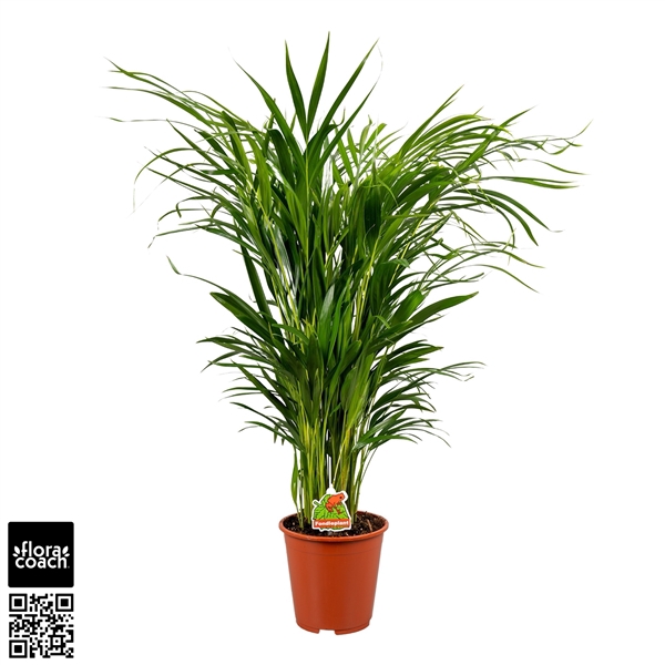 <h4>Chrysalidocarpus lutescens overig</h4>