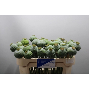 Papaver Som Zaaddoos