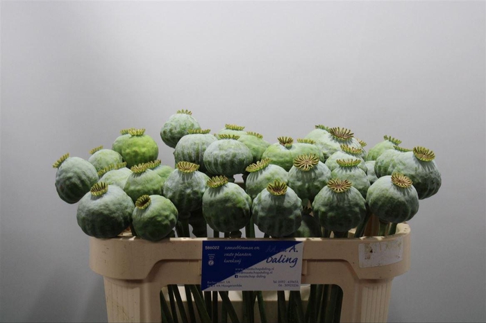 <h4>Papaver Som Zaaddoos</h4>