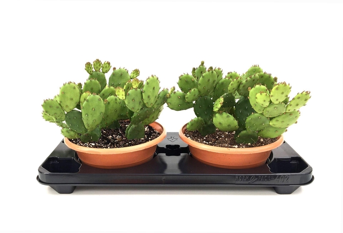 <h4>Opuntia humifusa</h4>