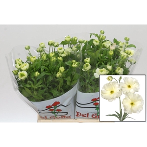 RAN BUTTERFLY GRACES