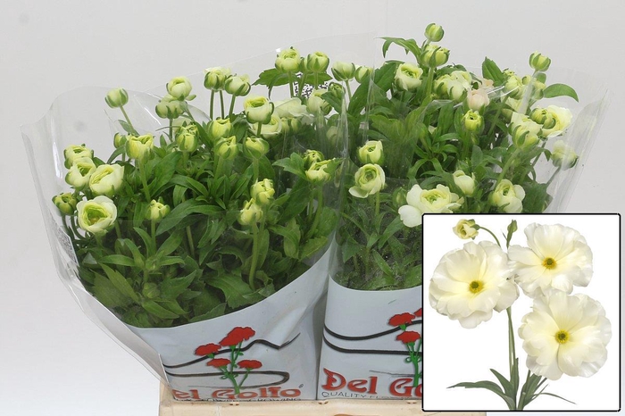 <h4>RAN BUTTERFLY GRACES</h4>