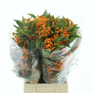 Pitto Rombifoglia Orange Berries
