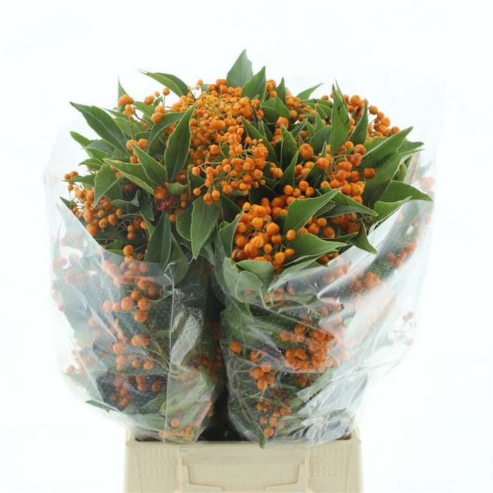 <h4>Pitto Rombifoglia Orange Berries</h4>