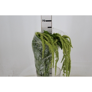 AMARANTHUS VERDE PENDENTE 070 CM