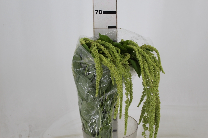 <h4>AMARANTHUS VERDE PENDENTE 070 CM</h4>