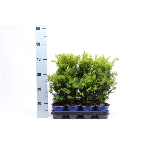 <h4>Taxus media 'Hicksii'</h4>