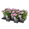Osteospermum Cape Daisy Antique Rose Decorum