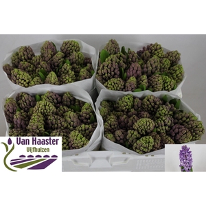 HYAC PURPLE STAR