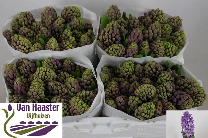 <h4>HYAC PURPLE STAR</h4>