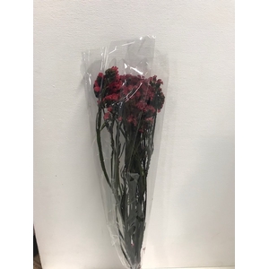 Statice on stem 60gr rood