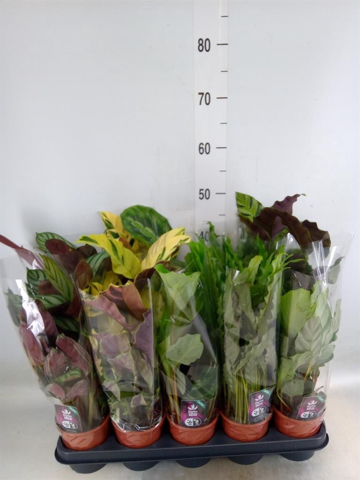 <h4>Calathea   ...mix 5</h4>