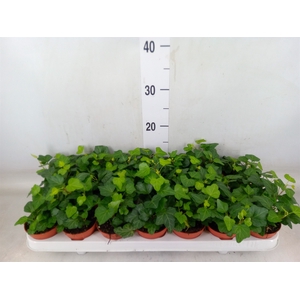 Hedera helix 'Wonder'