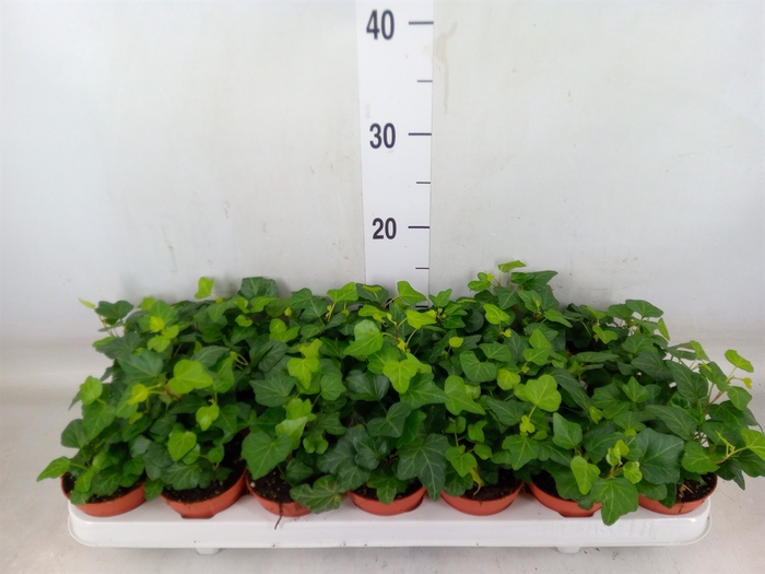 <h4>Hedera helix 'Wonder'</h4>